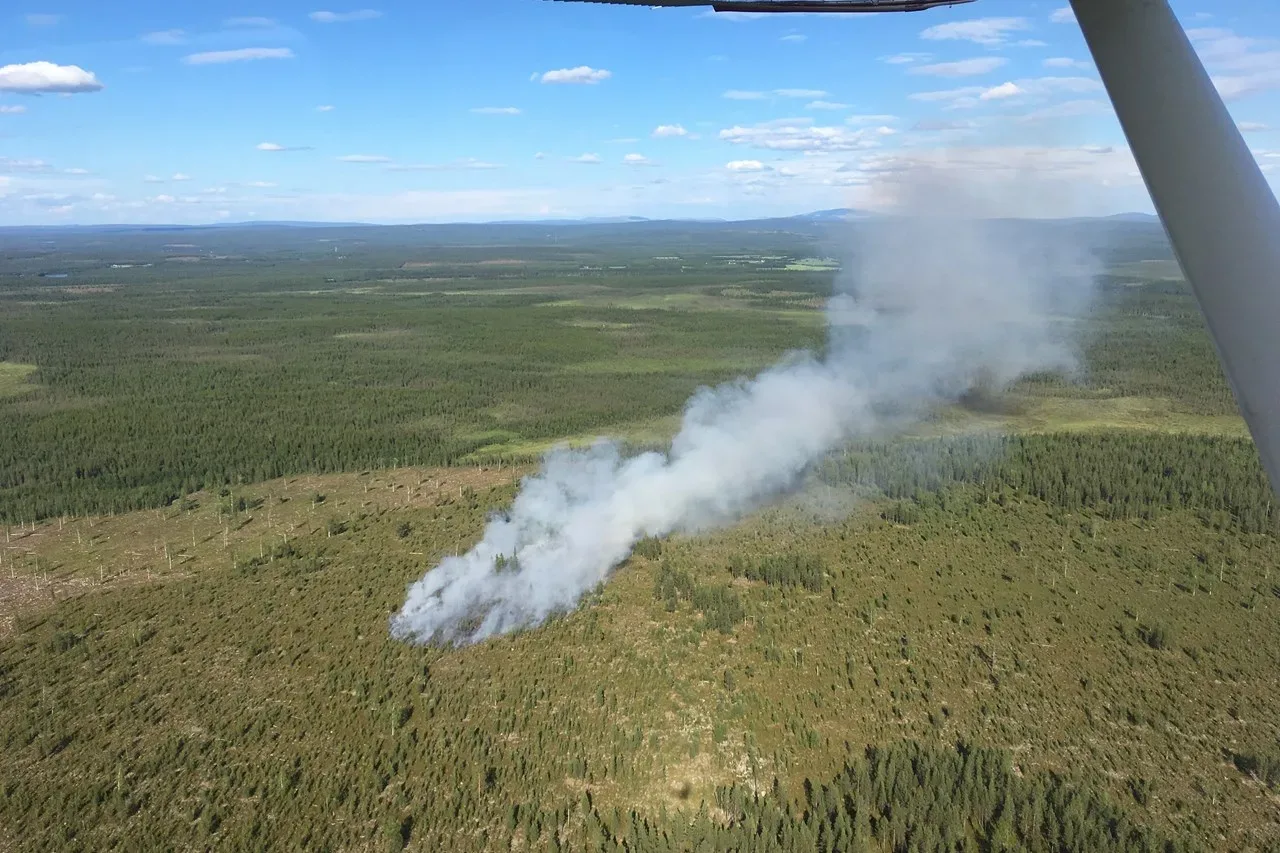 Det ryker från ett skogsområde. 